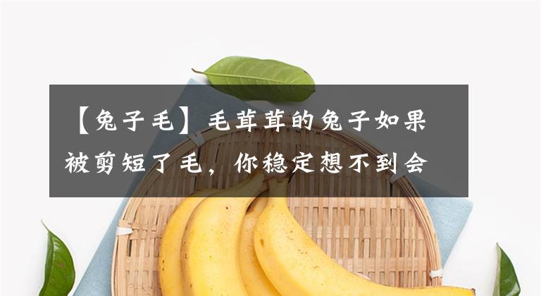 【兔子毛】毛茸茸的兔子如果被剪短了毛，你穩(wěn)定想不到會是什么樣子！