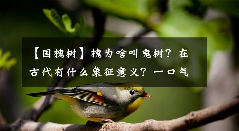 【國(guó)槐樹(shù)】槐為啥叫鬼樹(shù)？在古代有什么象征意義？一口氣搞懂槐樹(shù)的前世今生