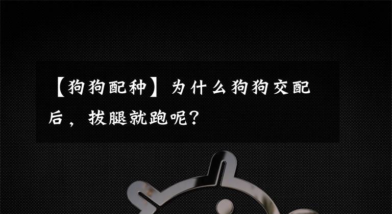 【狗狗配種】為什么狗狗交配后，拔腿就跑呢？