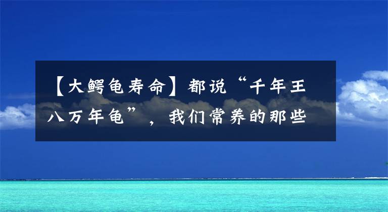 【大鱷龜壽命】都說(shuō)“千年王八萬(wàn)年龜”，我們常養(yǎng)的那些烏龜壽命到底有多久？