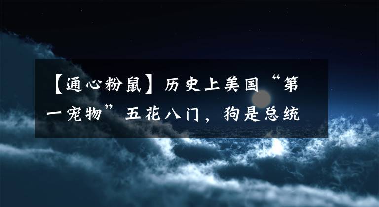 【通心粉鼠】歷史上美國(guó)“第一寵物”五花八門，狗是總統(tǒng)們的最愛(ài)