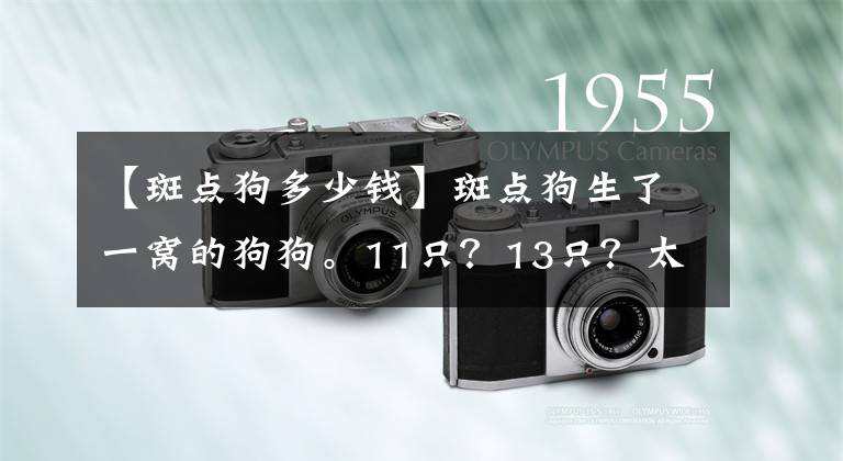 【斑點(diǎn)狗多少錢】斑點(diǎn)狗生了一窩的狗狗。11只？13只？太多了，有點(diǎn)數(shù)不過來？