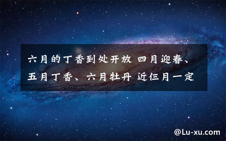 六月的丁香到處開放 四月迎春、五月丁香、六月牡丹 近仨月一定要賞這些花