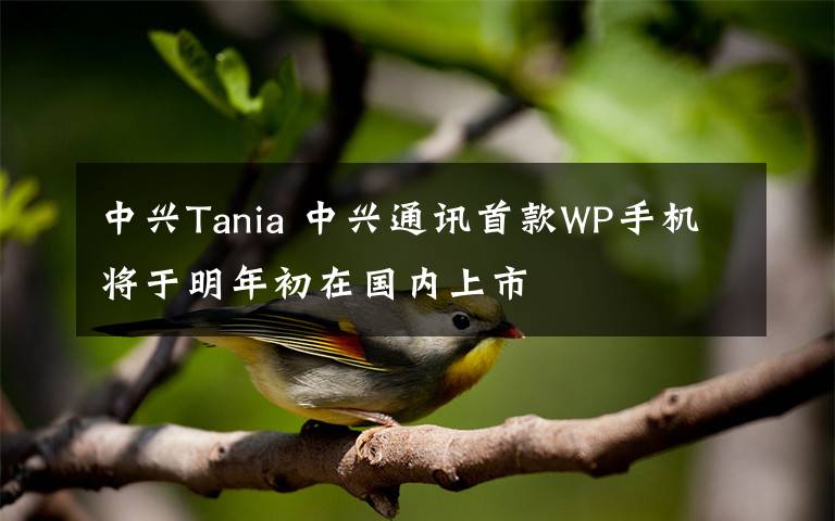 中興Tania 中興通訊首款WP手機(jī)將于明年初在國(guó)內(nèi)上市