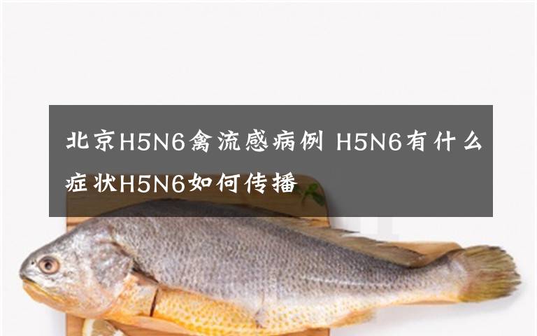 北京H5N6禽流感病例 H5N6有什么癥狀H5N6如何傳播