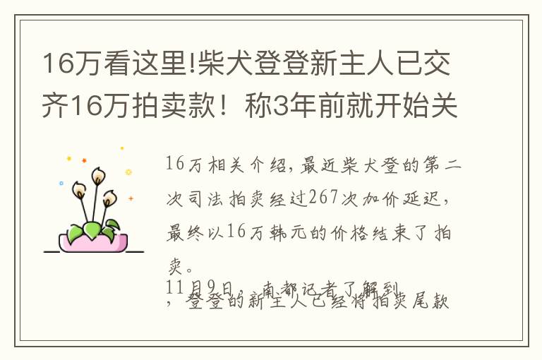 16萬看這里!柴犬登登新主人已交齊16萬拍賣款！稱3年前就開始關(guān)注它