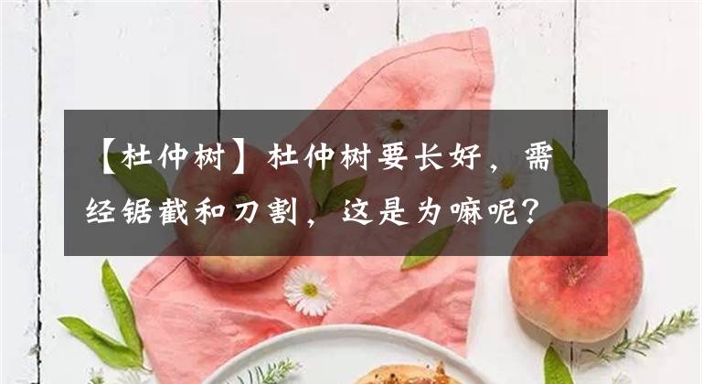 【杜仲樹】杜仲樹要長(zhǎng)好，需經(jīng)鋸截和刀割，這是為嘛呢？