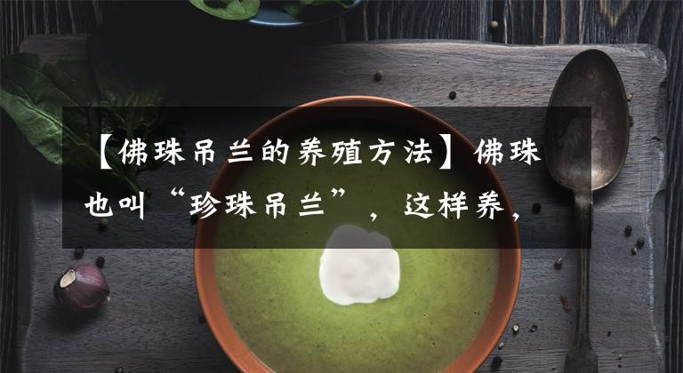 【佛珠吊蘭的養(yǎng)殖方法】佛珠也叫“珍珠吊蘭”，這樣養(yǎng)，越長越帶勁，綠瀑布就是這樣養(yǎng)