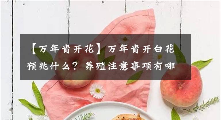 【萬年青開花】萬年青開白花預(yù)兆什么？養(yǎng)殖注意事項有哪些？