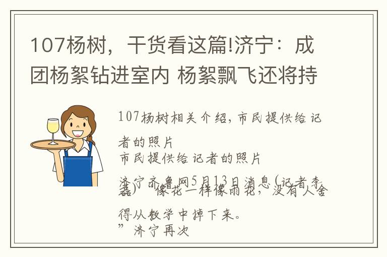 107楊樹，干貨看這篇!濟寧：成團楊絮鉆進室內 楊絮飄飛還將持續(xù)到5月底