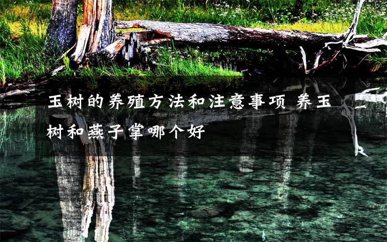 玉樹的養(yǎng)殖方法和注意事項(xiàng) 養(yǎng)玉樹和燕子掌哪個(gè)好