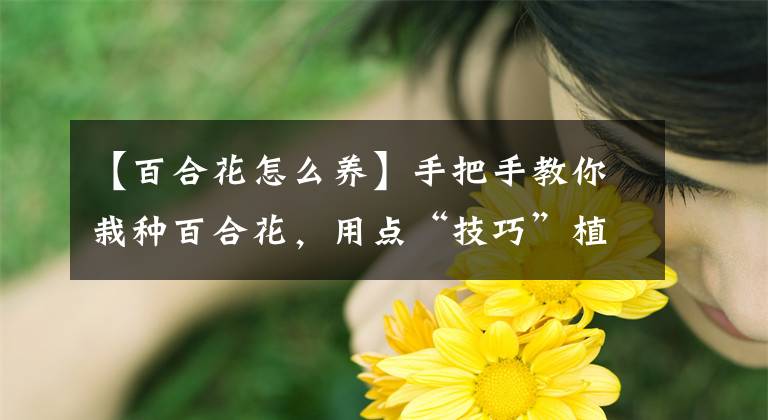 【百合花怎么養(yǎng)】手把手教你栽種百合花，用點“技巧”植株又粗又壯，開花才水靈