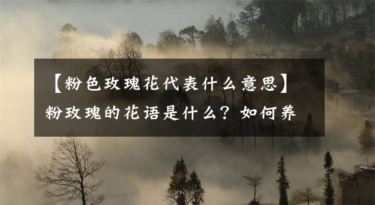 【粉色玫瑰花代表什么意思】粉玫瑰的花語是什么？如何養(yǎng)護(hù)？做到5要點(diǎn)，開花又多又鮮艷