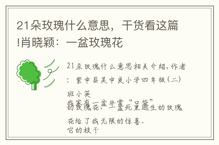 21朵玫瑰什么意思，干貨看這篇!肖曉穎：一盆玫瑰花