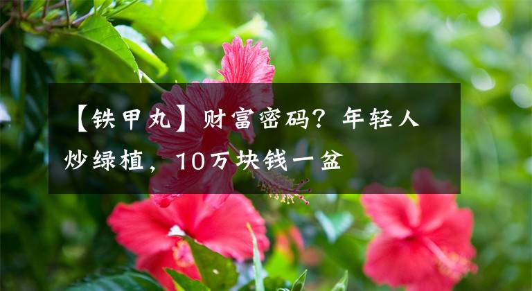 【鐵甲丸】財富密碼？年輕人炒綠植，10萬塊錢一盆