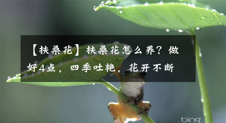 【扶?；ā糠錾；ㄔ趺答B(yǎng)？做好4點(diǎn)，四季吐艷，花開(kāi)不斷