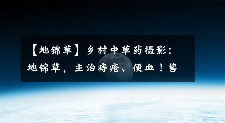 【地錦草】鄉(xiāng)村中草藥攝影：地錦草，主治痔瘡、便血！售價15元一公斤！