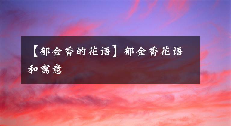 【郁金香的花語】郁金香花語和寓意