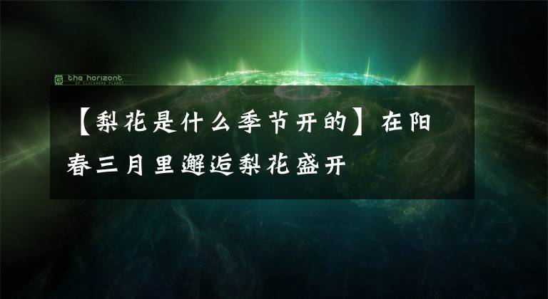 【梨花是什么季節(jié)開(kāi)的】在陽(yáng)春三月里邂逅梨花盛開(kāi)