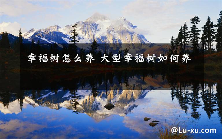 幸福樹怎么養(yǎng) 大型幸福樹如何養(yǎng)