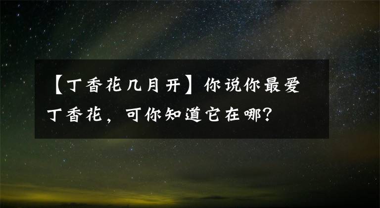 【丁香花幾月開】你說你最愛丁香花，可你知道它在哪？