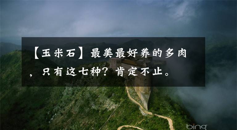 【玉米石】最美最好養(yǎng)的多肉，只有這七種？肯定不止。