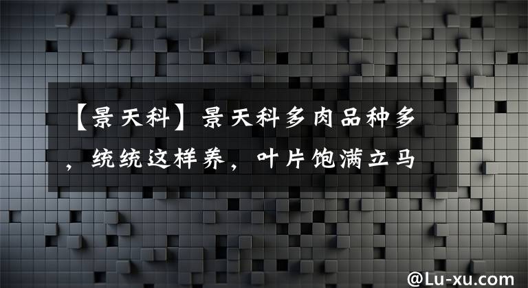 【景天科】景天科多肉品種多，統(tǒng)統(tǒng)這樣養(yǎng)，葉片飽滿立馬變精神