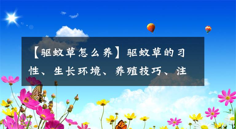 【驅(qū)蚊草怎么養(yǎng)】驅(qū)蚊草的習性、生長環(huán)境、養(yǎng)殖技巧、注意問題