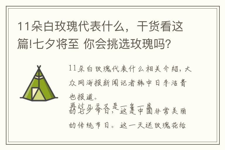 11朵白玫瑰代表什么，干貨看這篇!七夕將至 你會挑選玫瑰嗎？