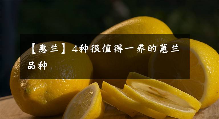 【惠蘭】4種很值得一養(yǎng)的蕙蘭品種