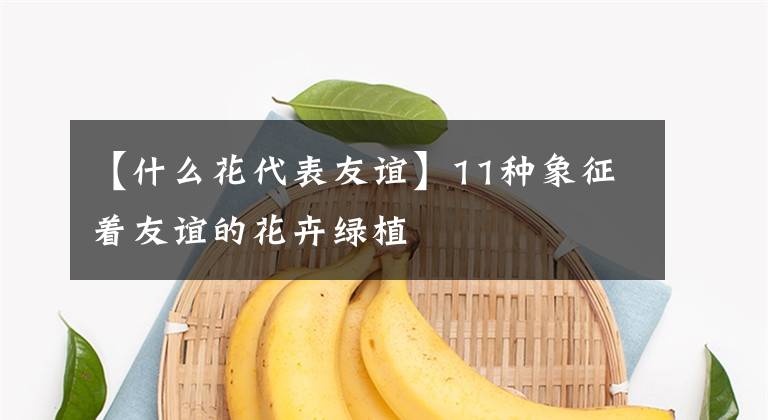 【什么花代表友誼】11種象征著友誼的花卉綠植