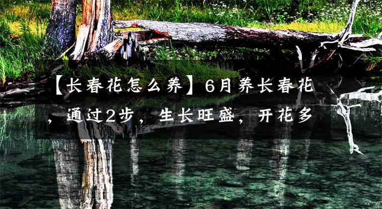 【長(zhǎng)春花怎么養(yǎng)】6月養(yǎng)長(zhǎng)春花，通過(guò)2步，生長(zhǎng)旺盛，開(kāi)花多幾倍變成“小花樹(shù)”