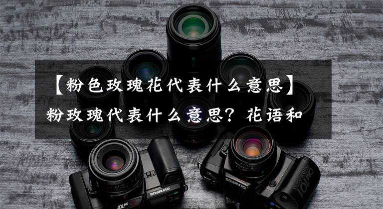 【粉色玫瑰花代表什么意思】粉玫瑰代表什么意思？花語和寓意是什么？