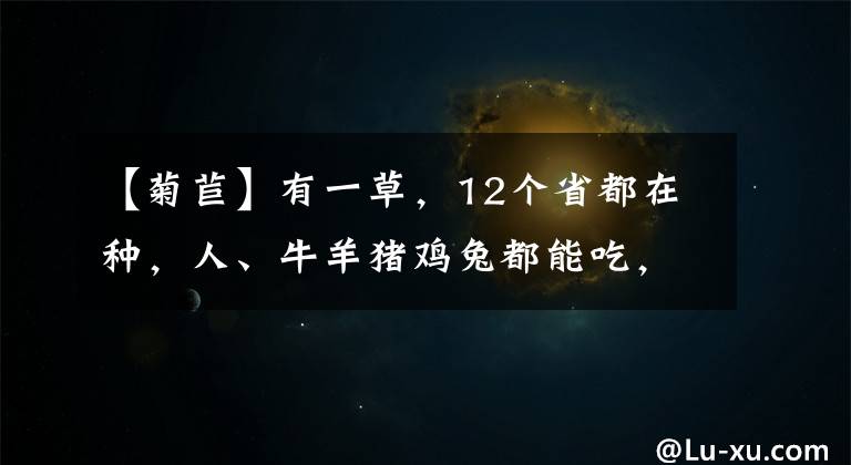 【菊苣】有一草，12個省都在種，人、牛羊豬雞兔都能吃，營養(yǎng)高，這是啥草