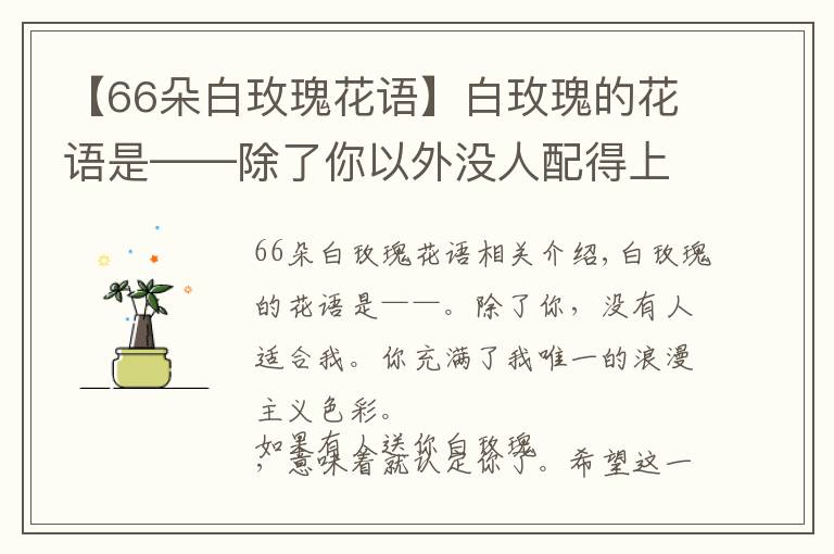 【66朵白玫瑰花語】白玫瑰的花語是——除了你以外沒人配得上我