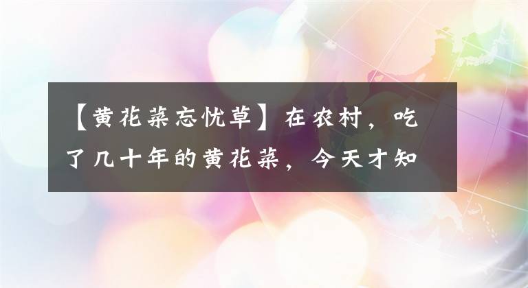 【黃花菜忘憂草】在農(nóng)村，吃了幾十年的黃花菜，今天才知道它也叫“忘憂草”！