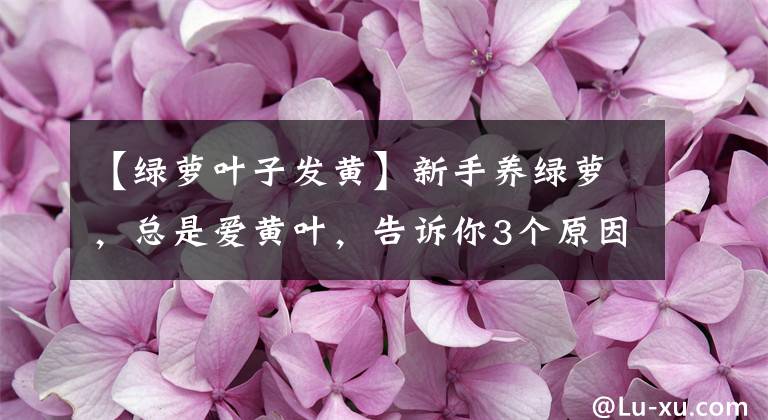 【綠蘿葉子發(fā)黃】新手養(yǎng)綠蘿，總是愛黃葉，告訴你3個(gè)原因以及解決辦法