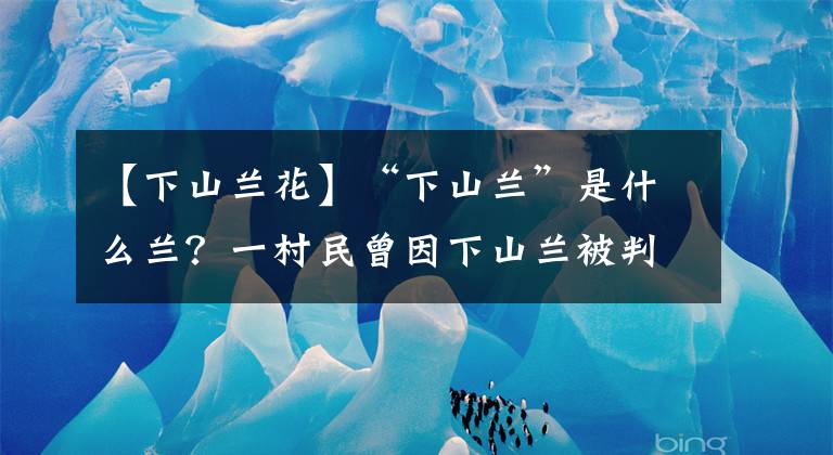 【下山蘭花】“下山蘭”是什么蘭？一村民曾因下山蘭被判3緩3，為何還不住手