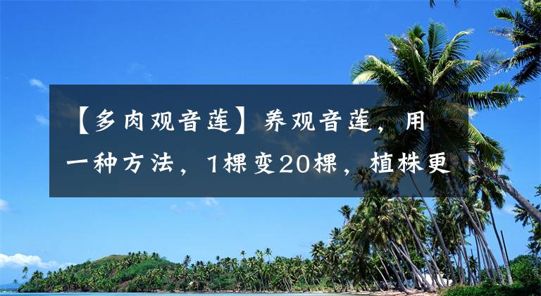 【多肉觀音蓮】養(yǎng)觀音蓮，用一種方法，1棵變20棵，植株更大顏色更美