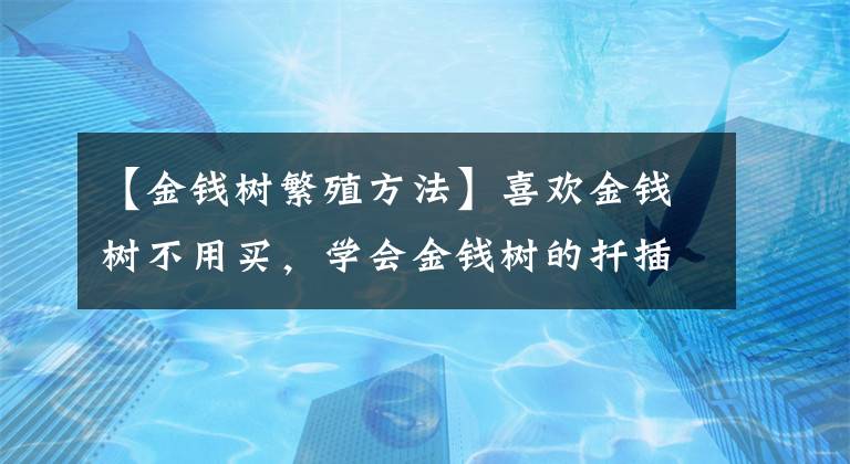 【金錢樹繁殖方法】喜歡金錢樹不用買，學會金錢樹的扦插方法，想養(yǎng)幾盆養(yǎng)幾盆