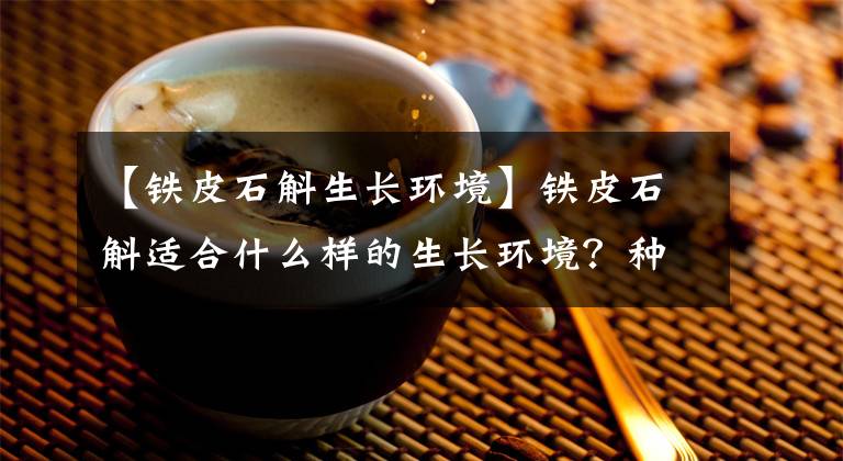 【鐵皮石斛生長(zhǎng)環(huán)境】鐵皮石斛適合什么樣的生長(zhǎng)環(huán)境？種植時(shí)間和技術(shù)是怎樣？