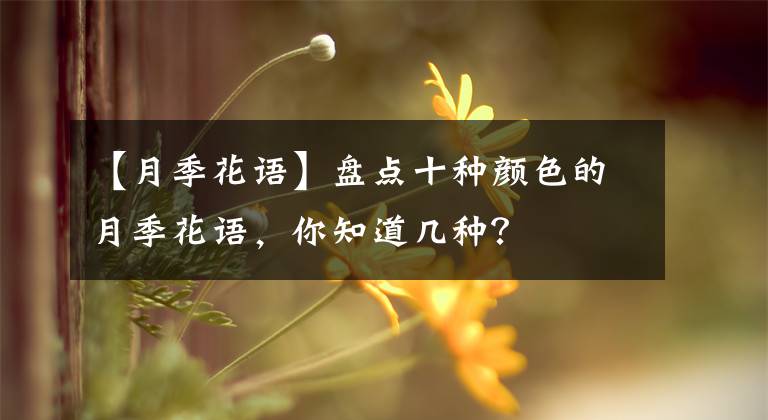 【月季花語】盤點十種顏色的月季花語，你知道幾種？