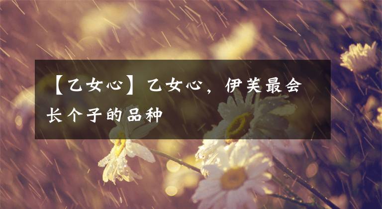 【乙女心】乙女心，伊芙最會(huì)長(zhǎng)個(gè)子的品種