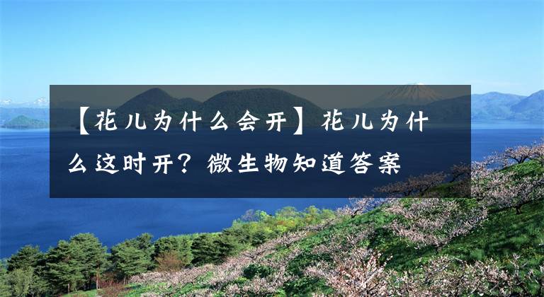 【花兒為什么會(huì)開(kāi)】花兒為什么這時(shí)開(kāi)？微生物知道答案