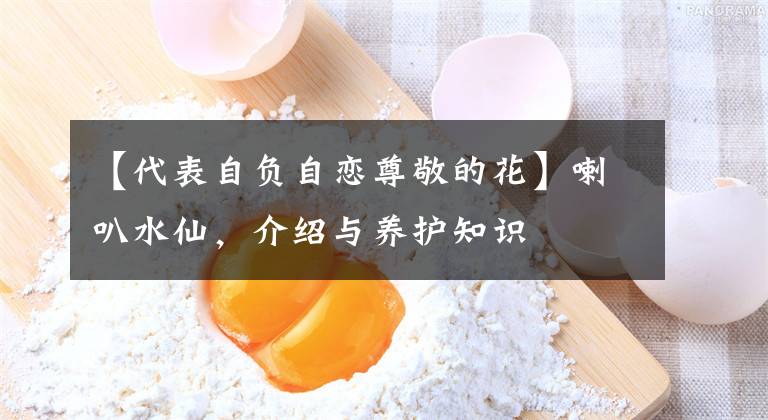 【代表自負(fù)自戀尊敬的花】喇叭水仙，介紹與養(yǎng)護(hù)知識(shí)