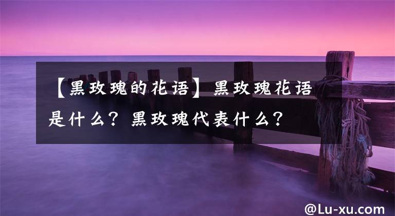 【黑玫瑰的花語】黑玫瑰花語是什么？黑玫瑰代表什么？