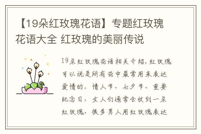 【19朵紅玫瑰花語】專題紅玫瑰花語大全 紅玫瑰的美麗傳說