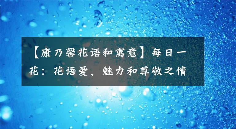 【康乃馨花語(yǔ)和寓意】每日一花：花語(yǔ)愛(ài)，魅力和尊敬之情的康乃馨，寓意母親我愛(ài)你