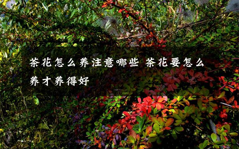 茶花怎么養(yǎng)注意哪些 茶花要怎么養(yǎng)才養(yǎng)得好