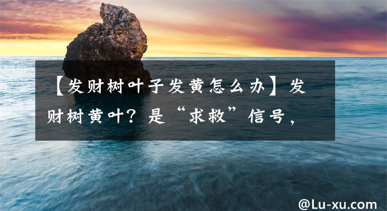 【發(fā)財樹葉子發(fā)黃怎么辦】發(fā)財樹黃葉？是“求救”信號，3步到位，才能“緩過勁”